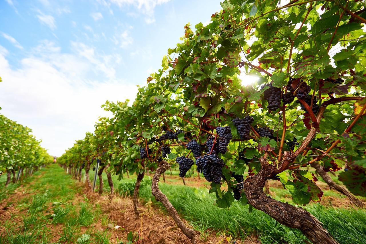 Dohlmuehle Hotel & Weingut Флонгайм Екстер'єр фото